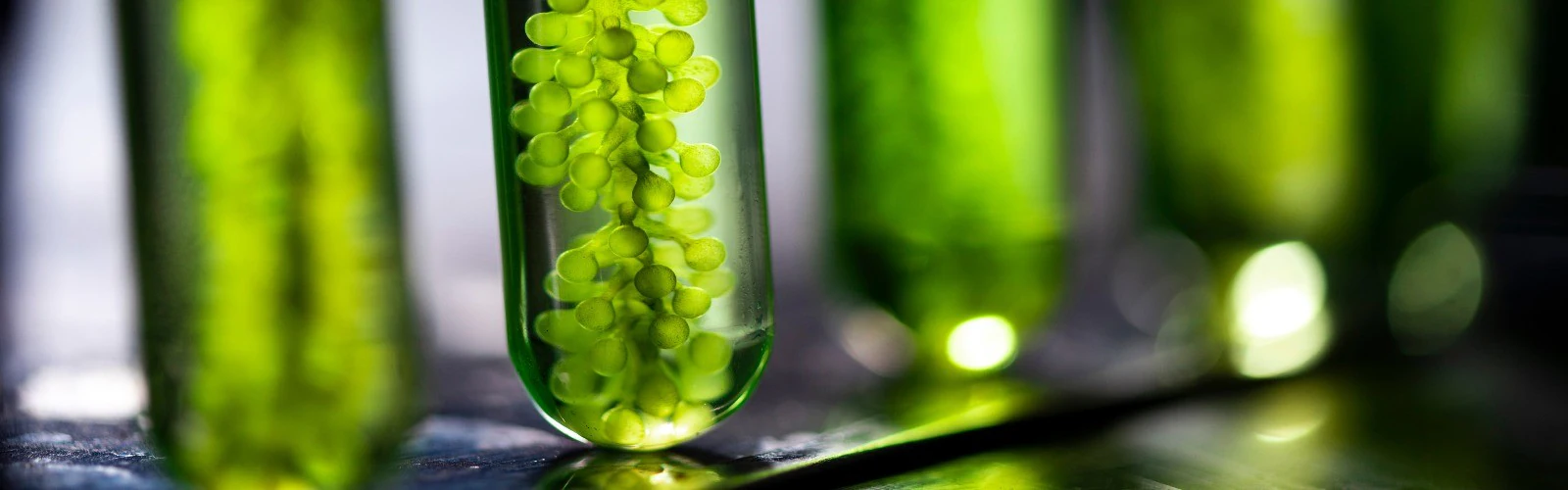 Hengli Petrochemical Co., Ltd.